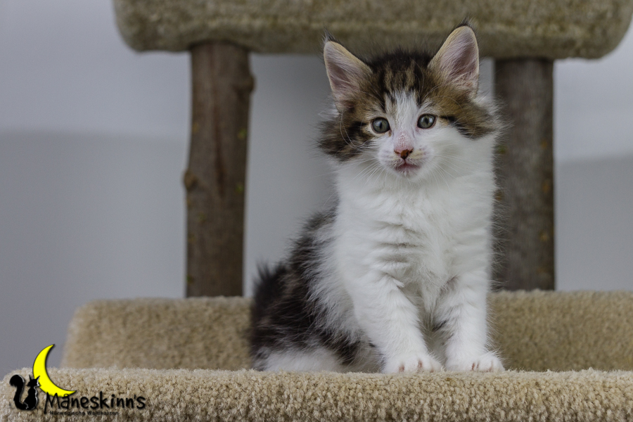 Camran (42 Tage alt)