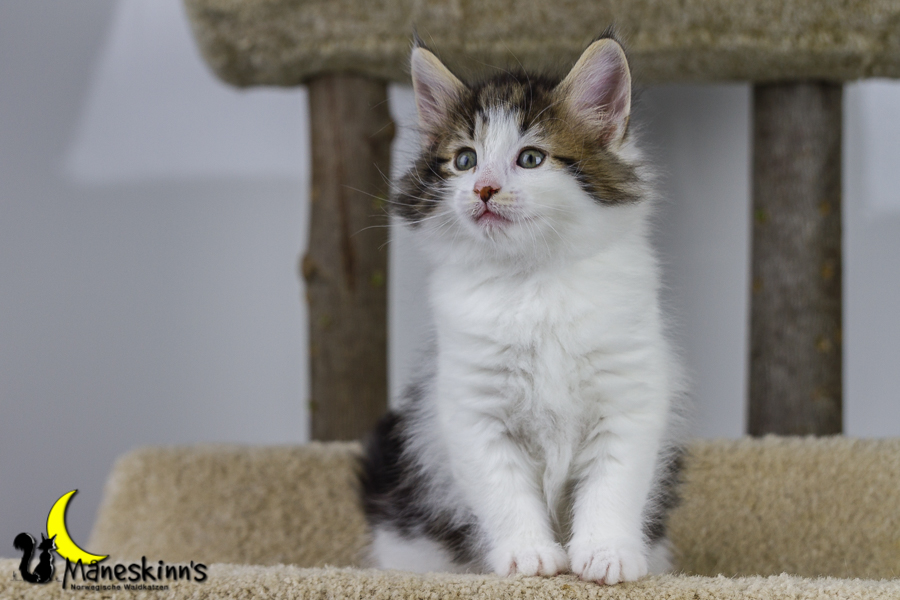 Camran (42 Tage alt)