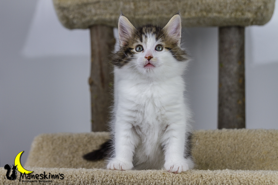 Camran (42 Tage alt)