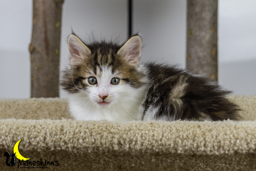 Camran (42 Tage alt)