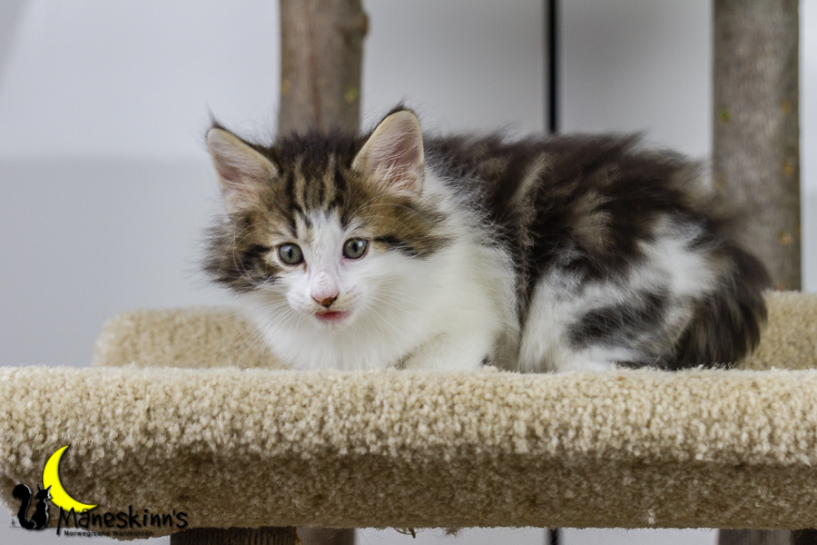 Camran (42 Tage alt)