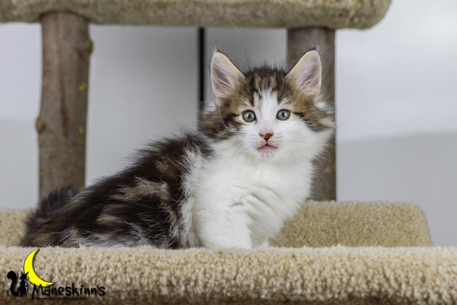 Camran (42 Tage alt)