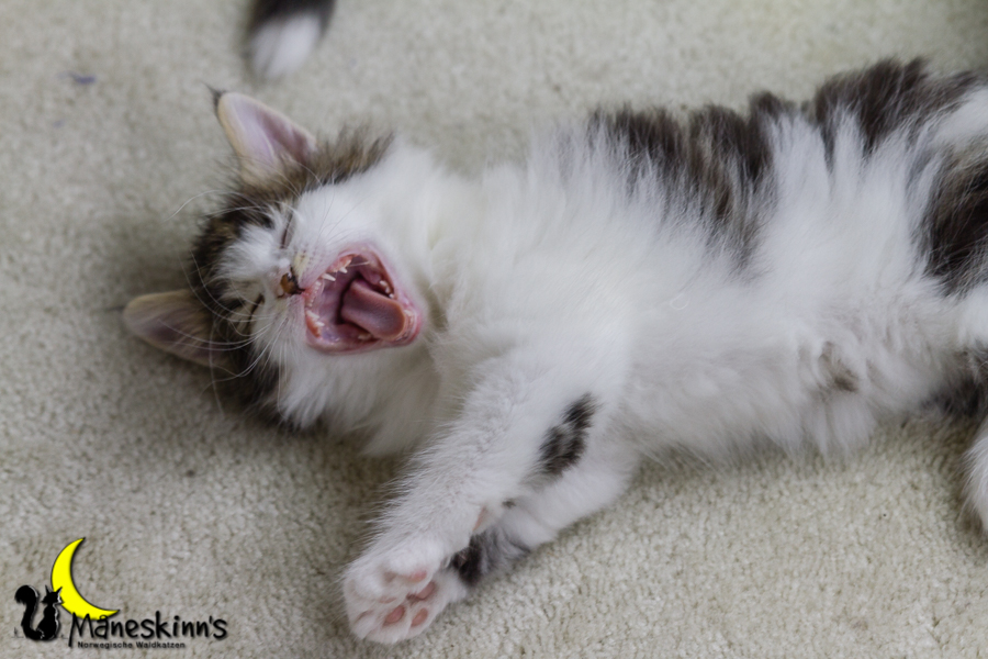 Camran (42 Tage alt)