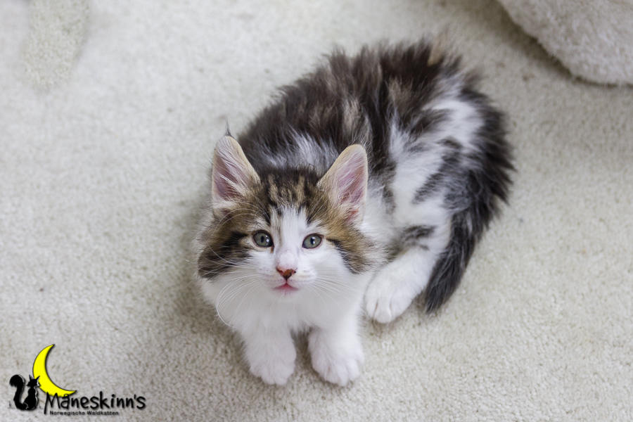 Camran (42 Tage alt)