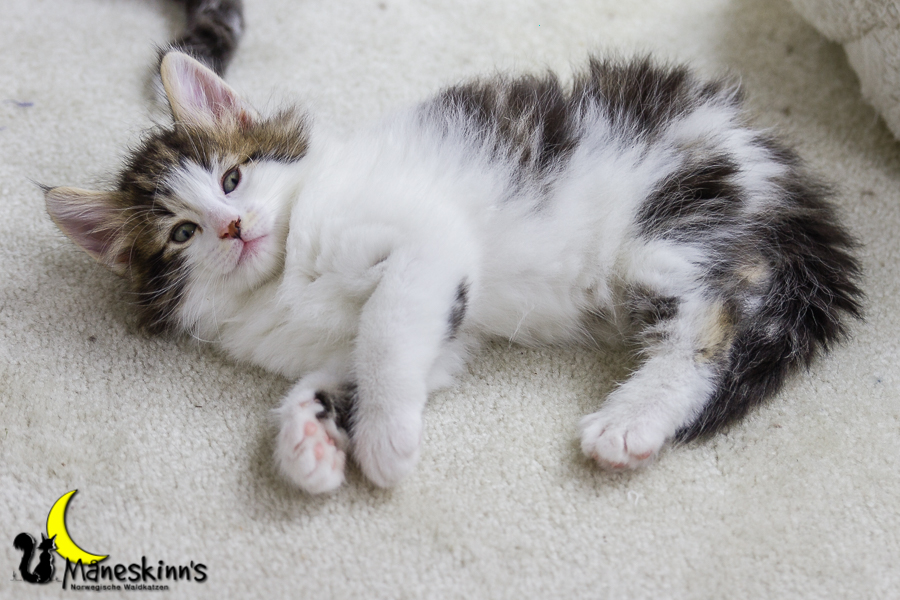 Camran (42 Tage alt)