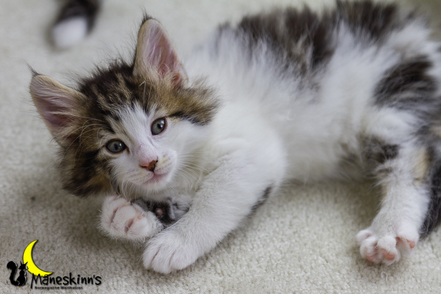 Camran (42 Tage alt)