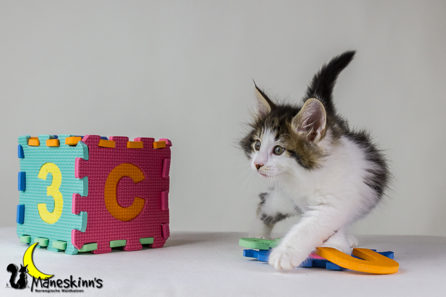 Camran (48 Tage alt)