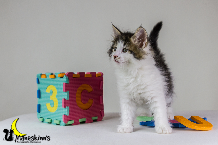 Camran (48 Tage alt)