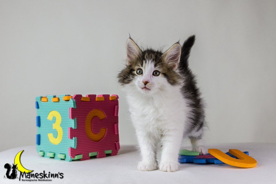 Camran (48 Tage alt)