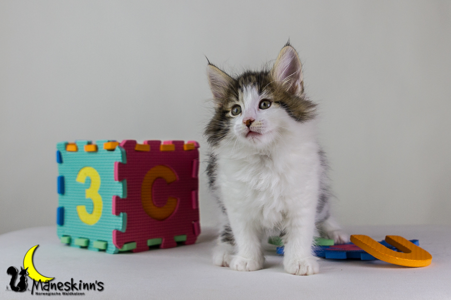 Camran (48 Tage alt)