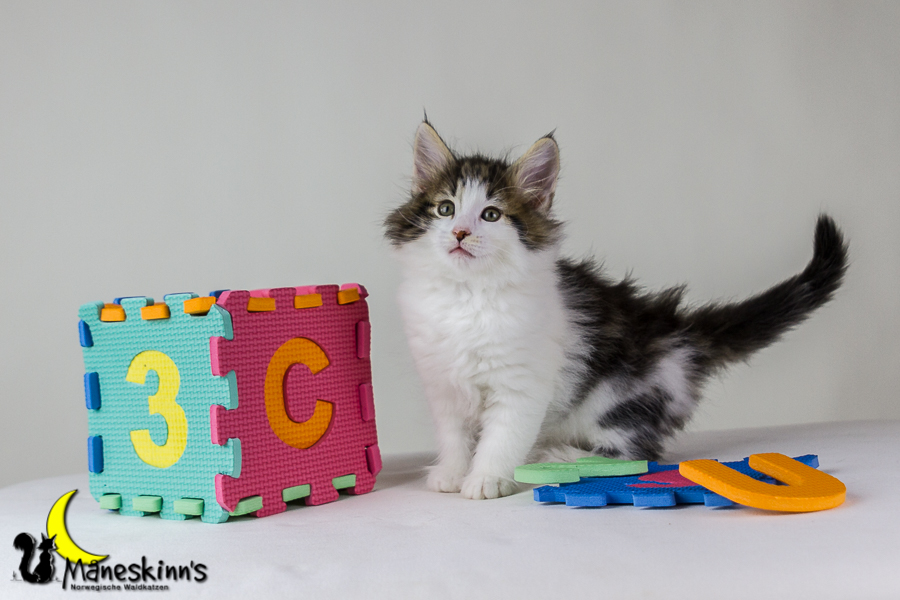 Camran (48 Tage alt)