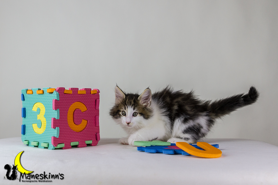 Camran (48 Tage alt)