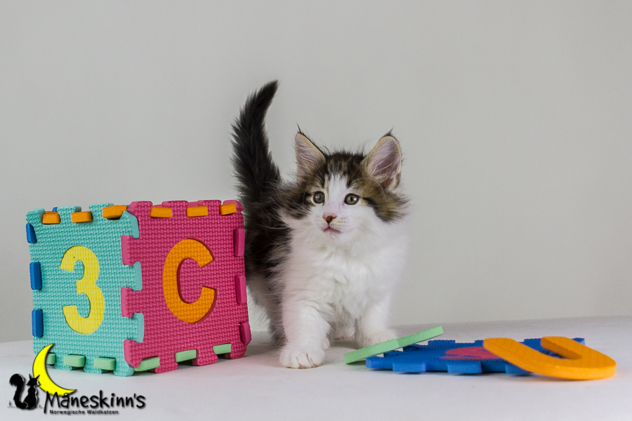 Camran (48 Tage alt)