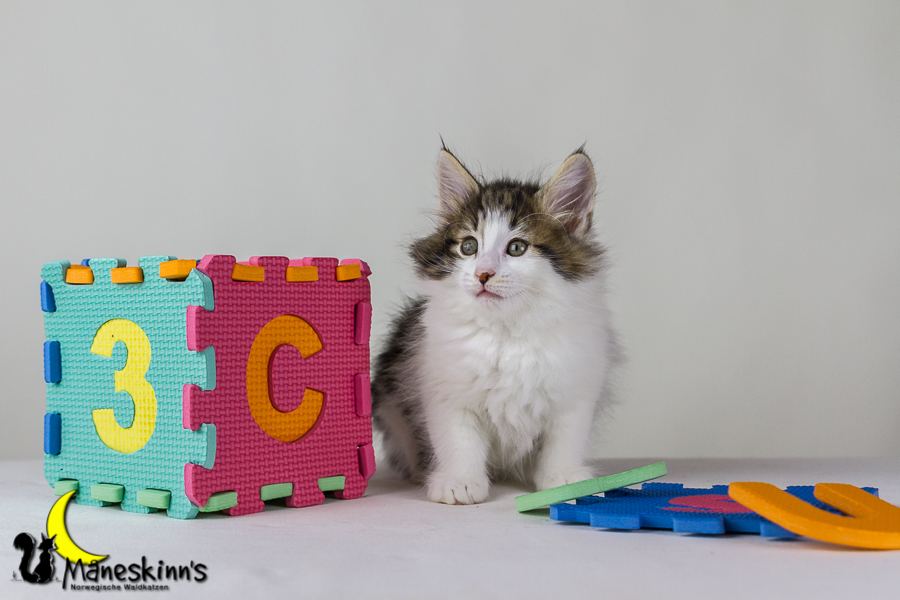 Camran (48 Tage alt)