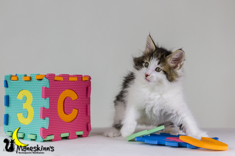 Camran (48 Tage alt)