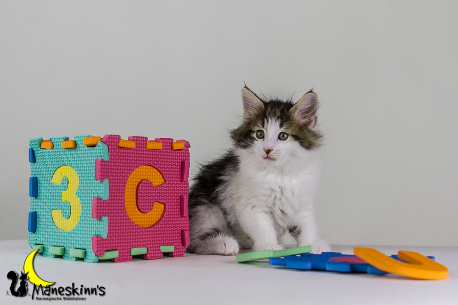 Camran (48 Tage alt)