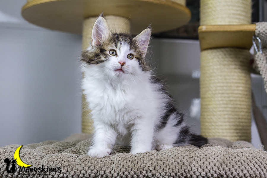 Camran (55 Tage alt)