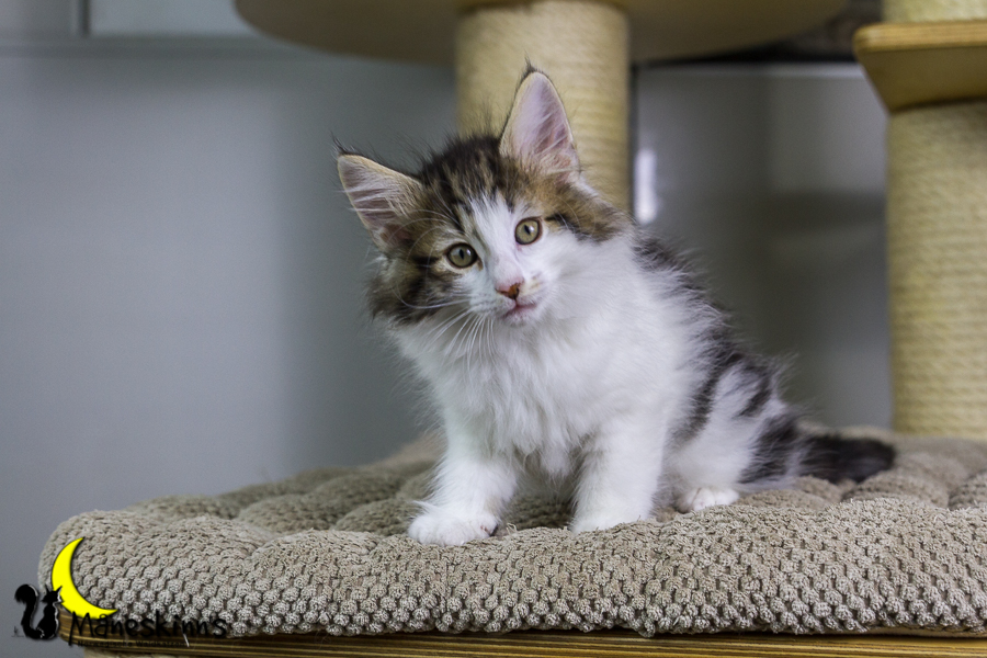 Camran (55 Tage alt)