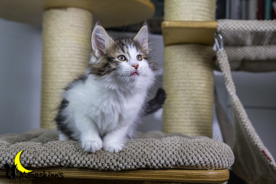 Camran (55 Tage alt)