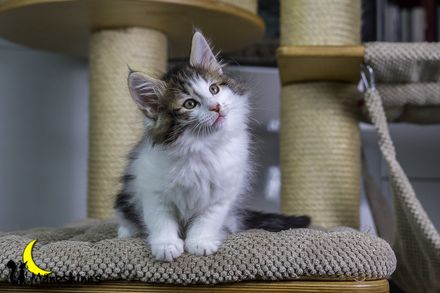 Camran (55 Tage alt)