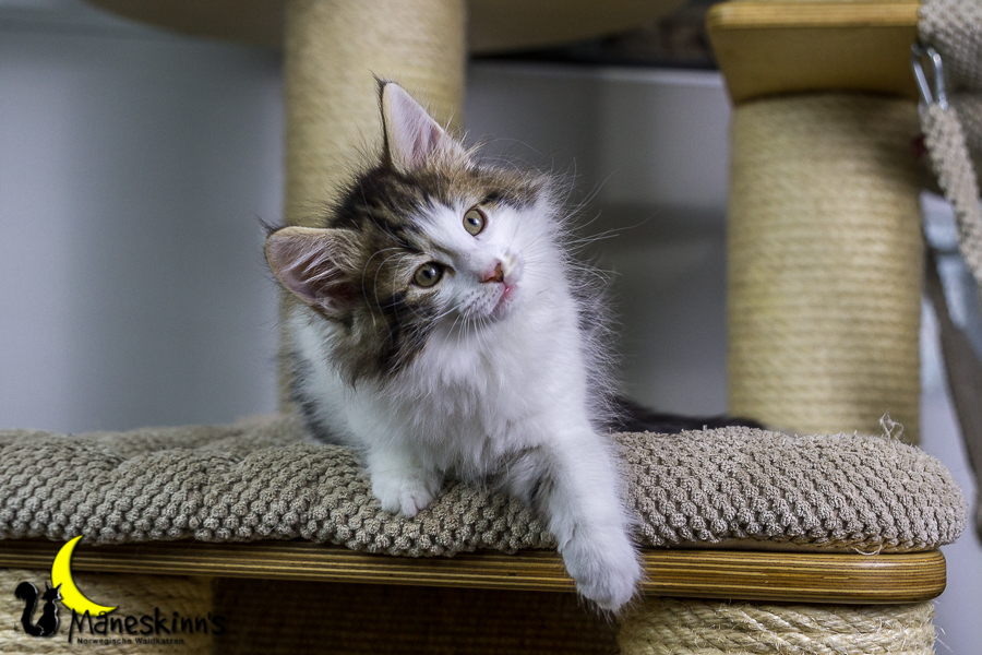 Camran (55 Tage alt)