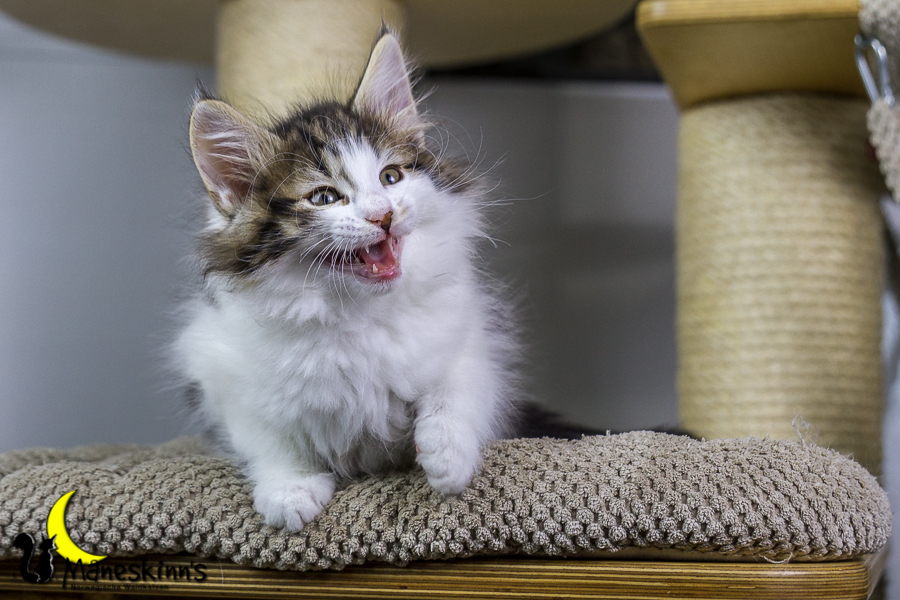 Camran (55 Tage alt)