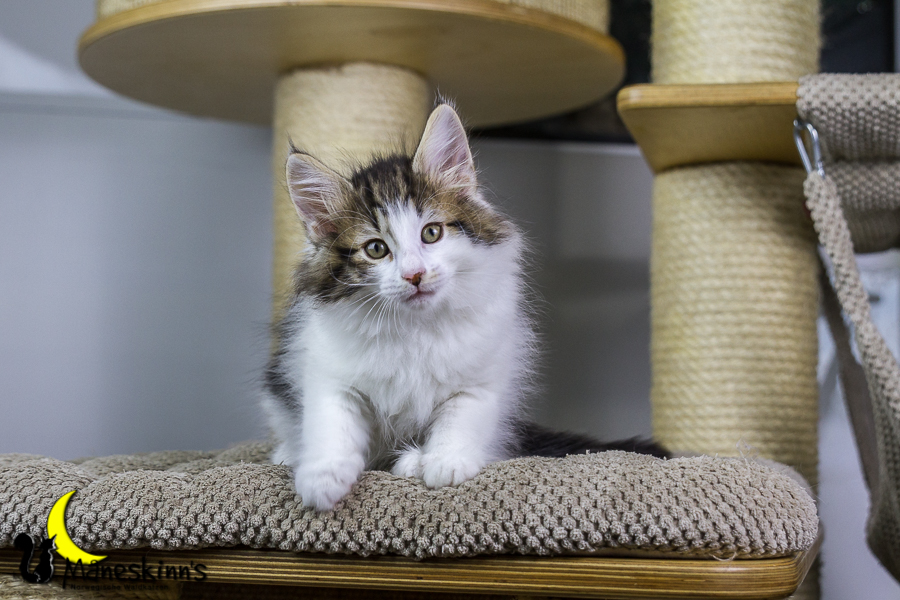 Camran (55 Tage alt)