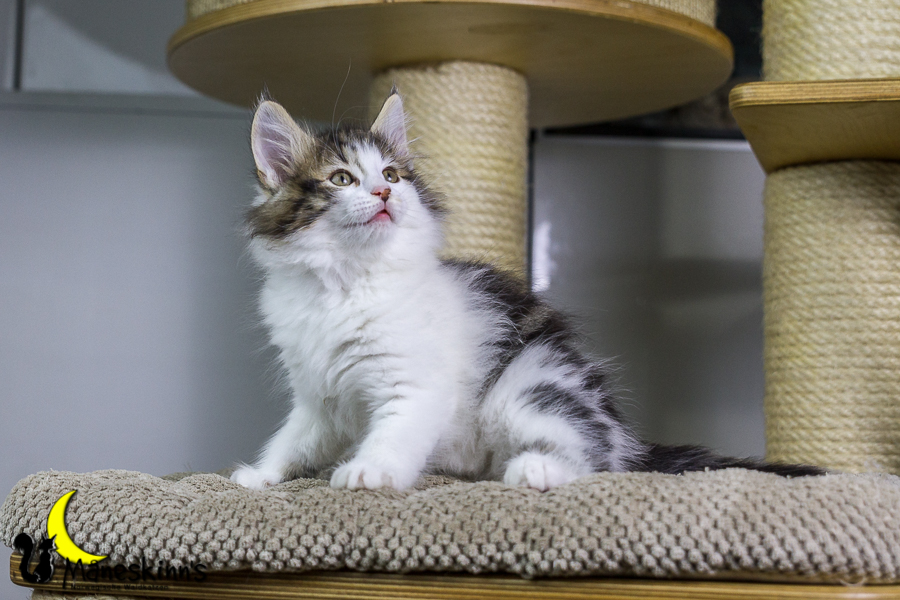 Camran (55 Tage alt)