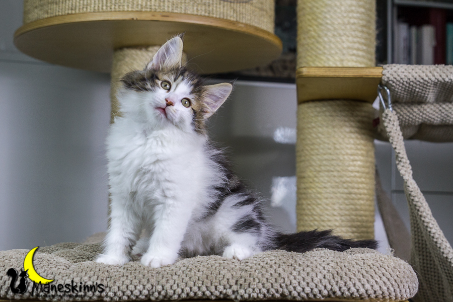 Camran (55 Tage alt)