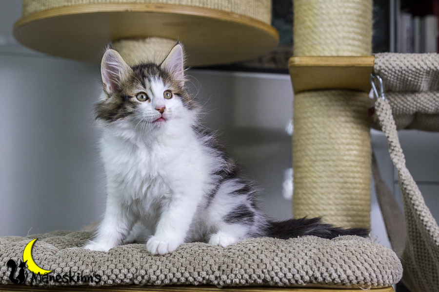 Camran (55 Tage alt)