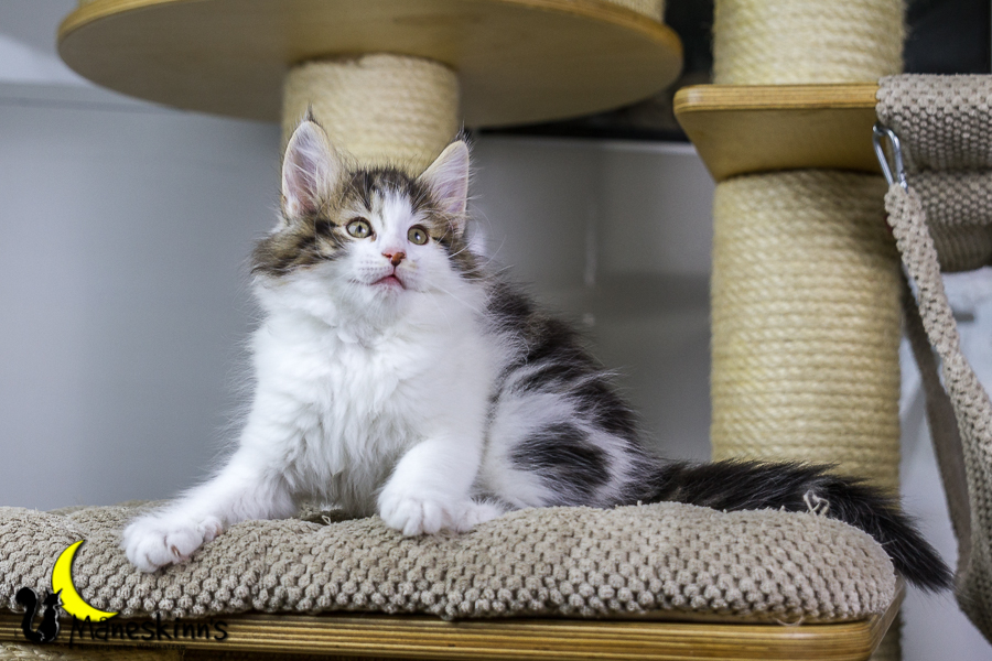 Camran (55 Tage alt)