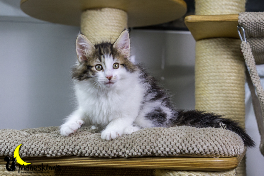 Camran (55 Tage alt)