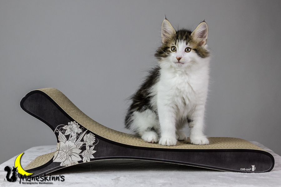 Camran (62 Tage alt)