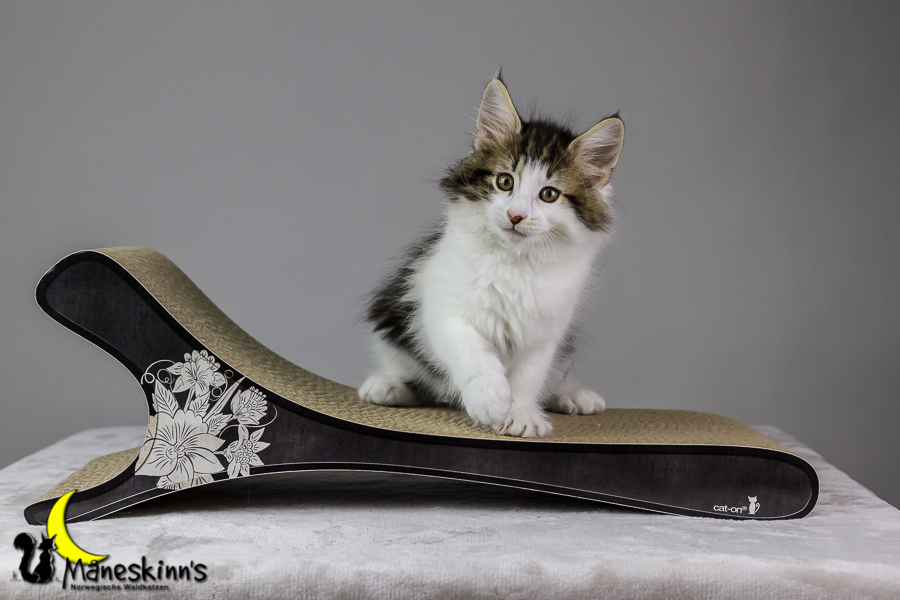 Camran (62 Tage alt)