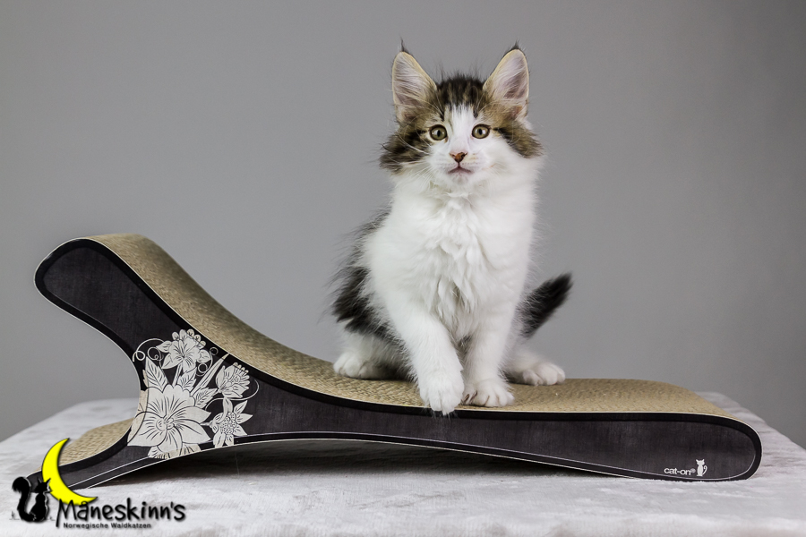 Camran (62 Tage alt)