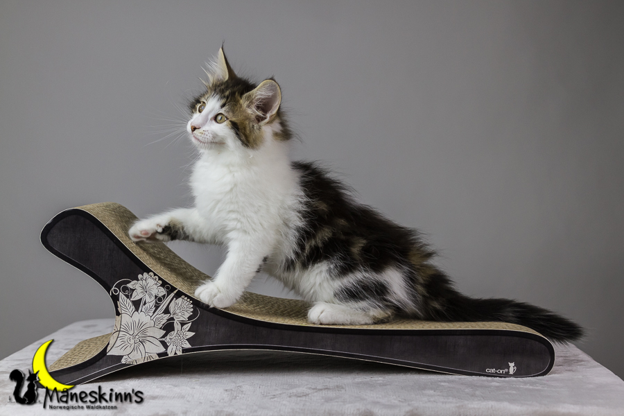 Camran (62 Tage alt)