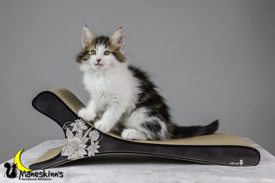 Camran (62 Tage alt)