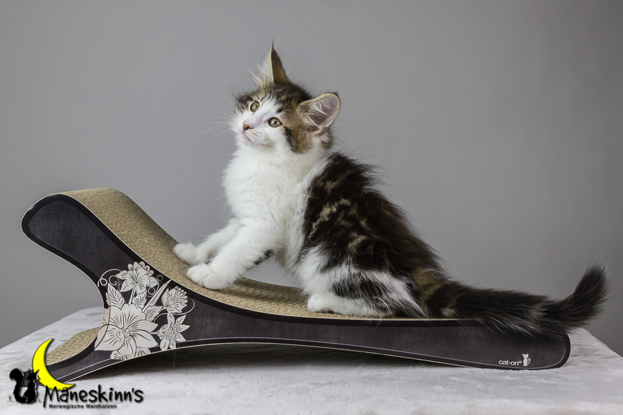 Camran (62 Tage alt)