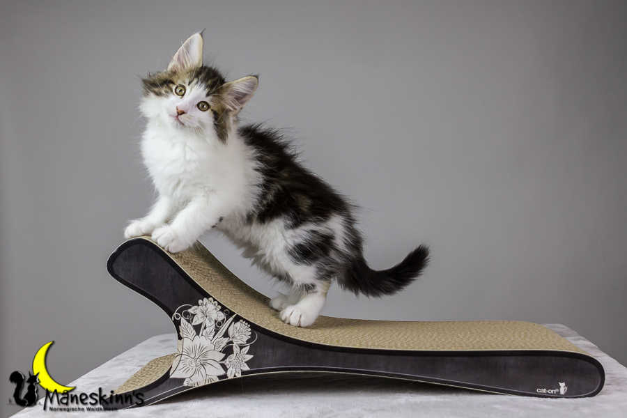 Camran (62 Tage alt)