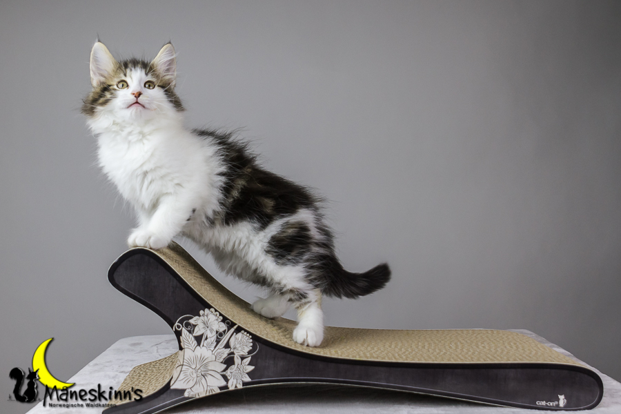 Camran (62 Tage alt)