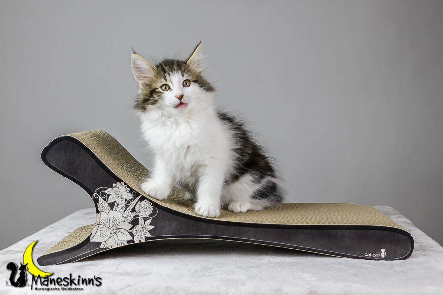 Camran (62 Tage alt)