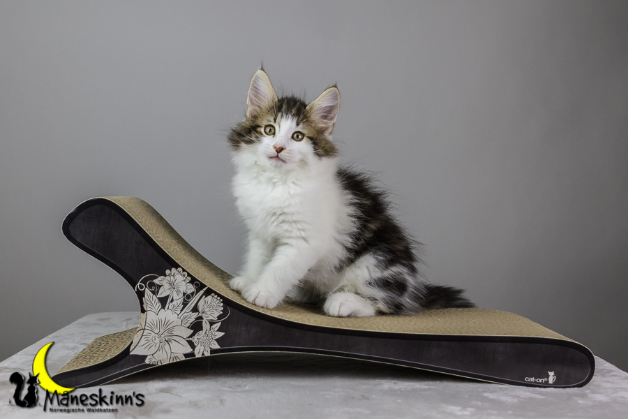 Camran (62 Tage alt)