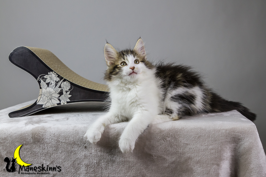 Camran (62 Tage alt)