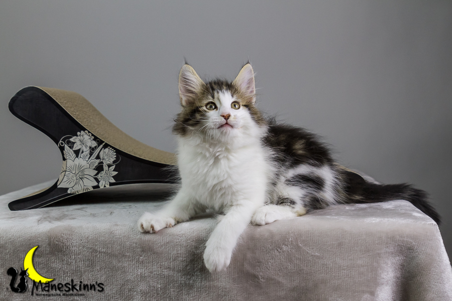 Camran (62 Tage alt)