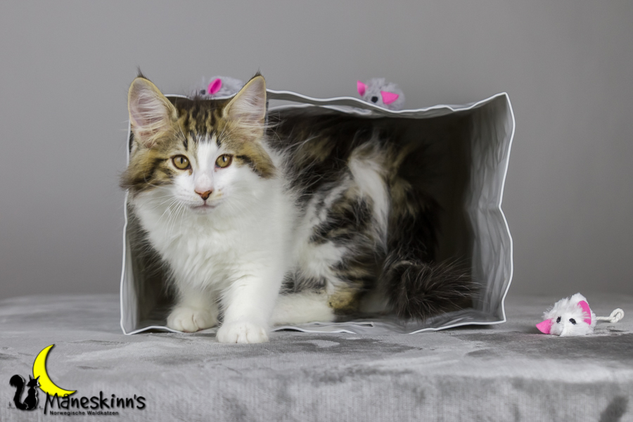 Camran (76 Tage alt)