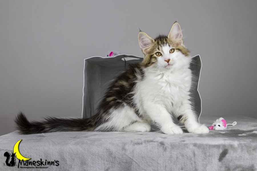 Camran (76 Tage alt)