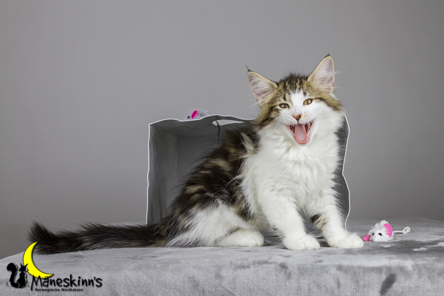 Camran (76 Tage alt)