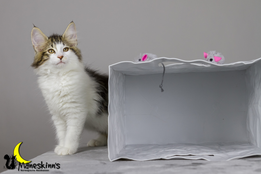 Camran (76 Tage alt)