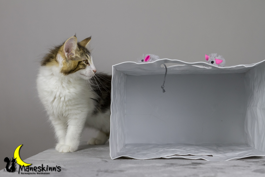 Camran (76 Tage alt)