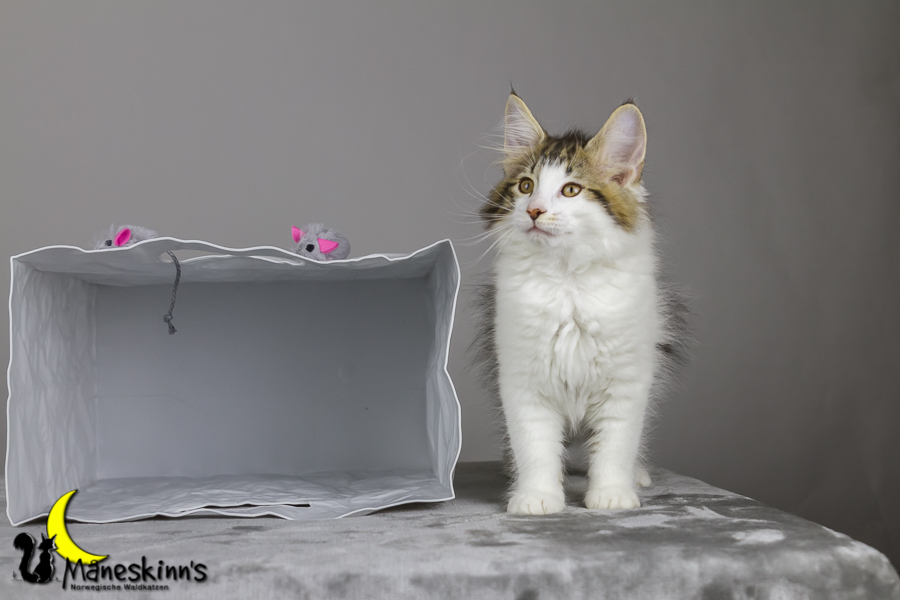 Camran (76 Tage alt)